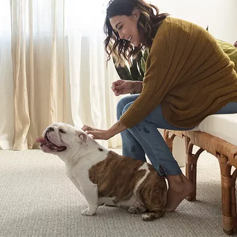 Dog on Carpet | BMG Flooring & Tile Center