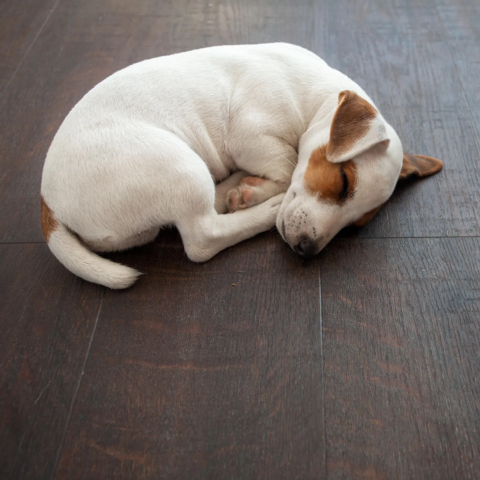 Pet perfect floor | BMG Flooring & Tile Center